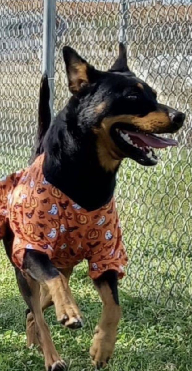 Yasmin_theCat's tweet photo. 🐶 ZERO 🐶 #A340952
💖 Infinitely adorable 💖

• Found stray
• At #CorpusChristi shelter since Sept
💔 Now his ⏰ is up.💔

🆘 KILL DATE: TUES 11/9 💉💀

🐕 18 mos. old #Rottweiler mix
💝 Friendly w shelter staff
🏡 Wants loving home

#Pledge #Foster #Adopt

Interested? See ⬇️ https://t.co/yqwuMSNPeD