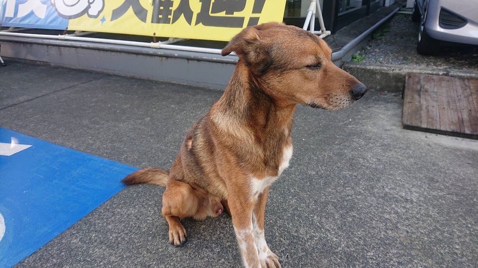 violet_modest's tweet photo. 迷子の犬を保護しました。
場所：日野市万願寺
性別：オス
特徴：茶色い毛、人懐っこい子です。
首輪はしていません。
心当たりのある方は、日野警察署 042-586-0110へご連絡ください。
#迷子犬　#迷い犬　#日野市　#雑種　#拡散希望 https://t.co/nFM8DyKkph