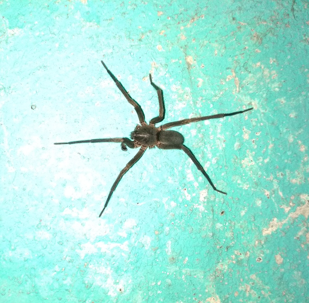 apa_84's tweet photo. Hola @Arachno_Cosas, buenas noches. Me puedes ayudar a identificar esta amiga por favor y gracias. Es en Puebla. https://t.co/uqxIfhLnBX