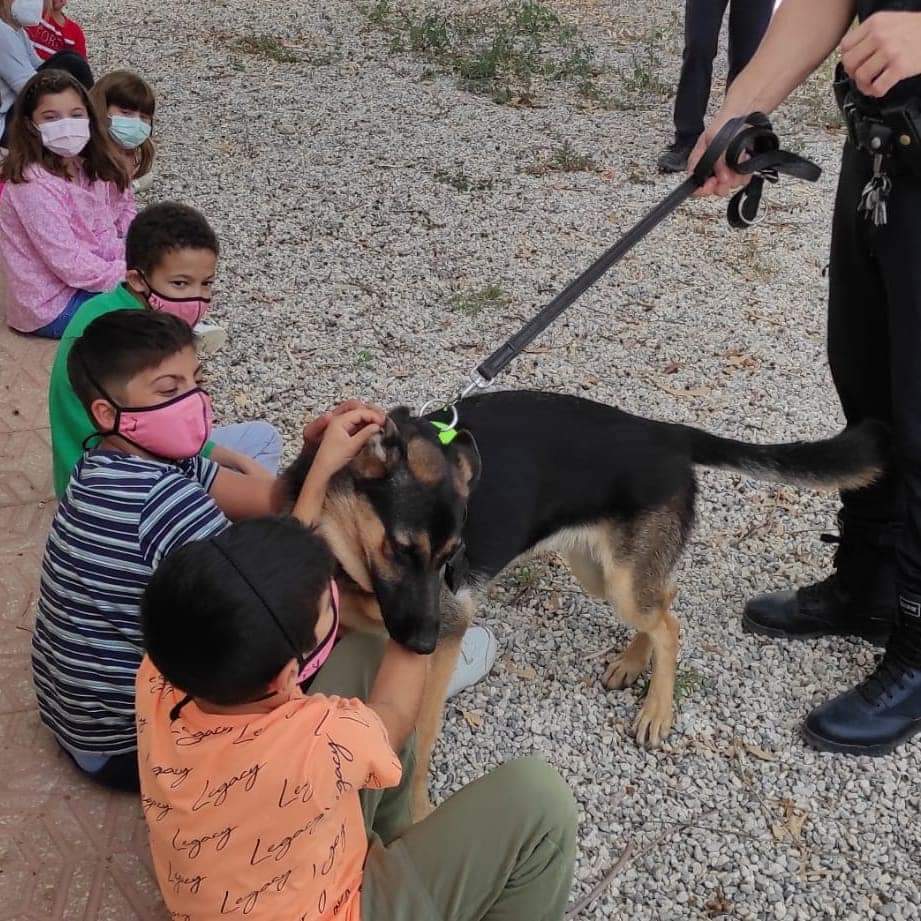MazarronPolicia's tweet photo. 👧👦Esta semana hemos disfrutado con los más pequeños en los Colegios de Mazarrón.  
👮👮‍♀️Le hemos presentado a dos 🐕‍🦺🦮compañeras de la #UnidadCanina y recordado algunos consejos básicos. 

😊Esperamos que lo hayan pasado tan bien cómo nosotros 🙌

https://t.co/KV1mqquIoY https://t.co/gFlueJnbNv