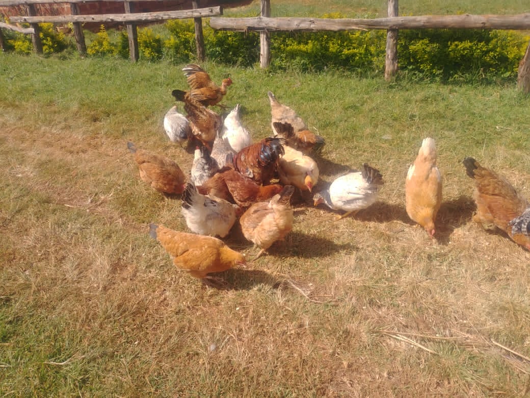 Nandi Poultry Hub tweet media