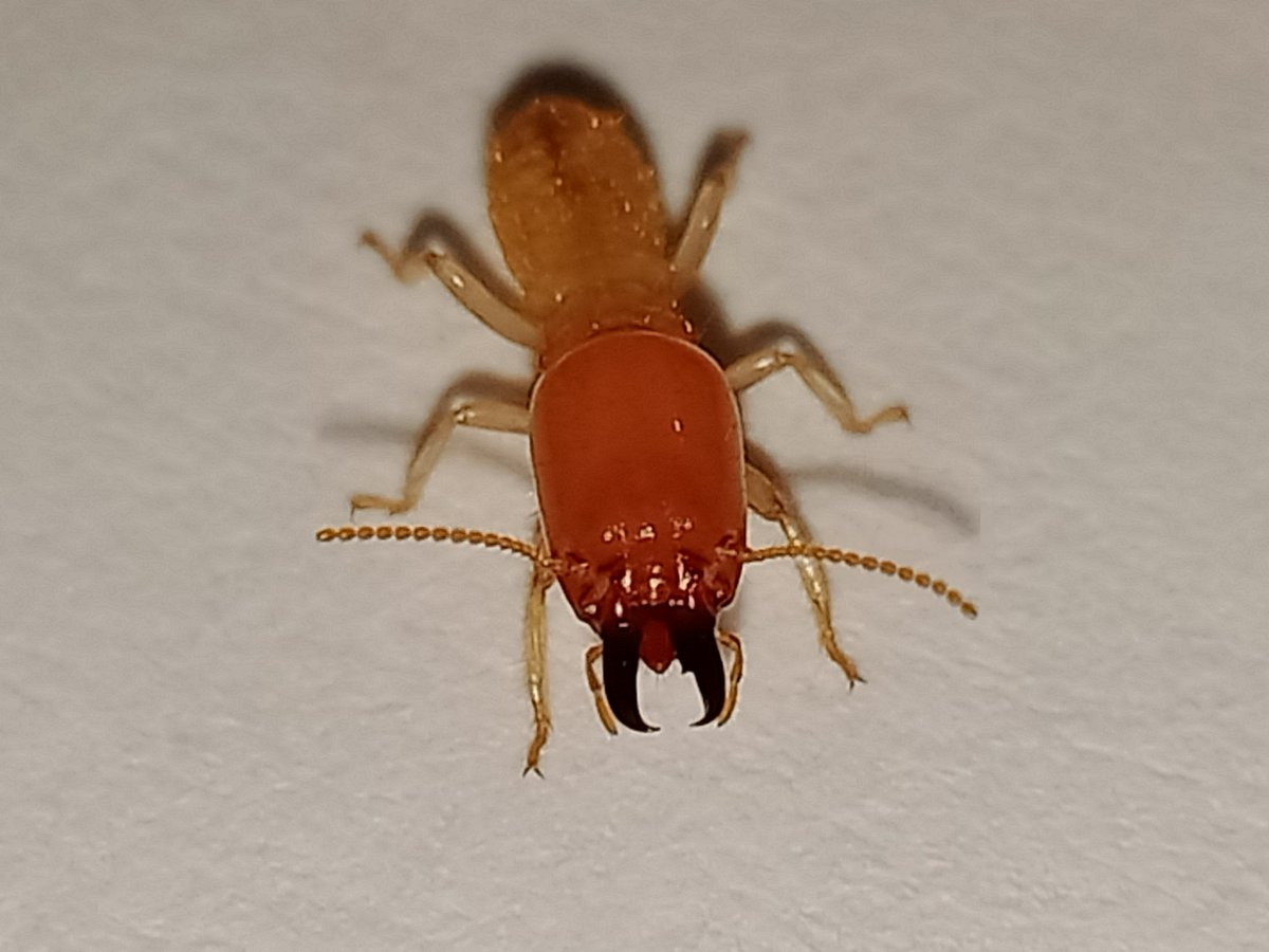 dulnethtermites's tweet photo. Odontotermes Soldier. #termites #odontotermes https://t.co/qpM4rXyqRh