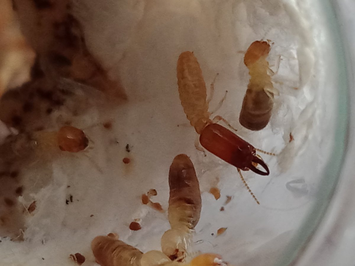 dulnethtermites's tweet photo. Microcerotermes? https://t.co/SrGCVqJ2J5