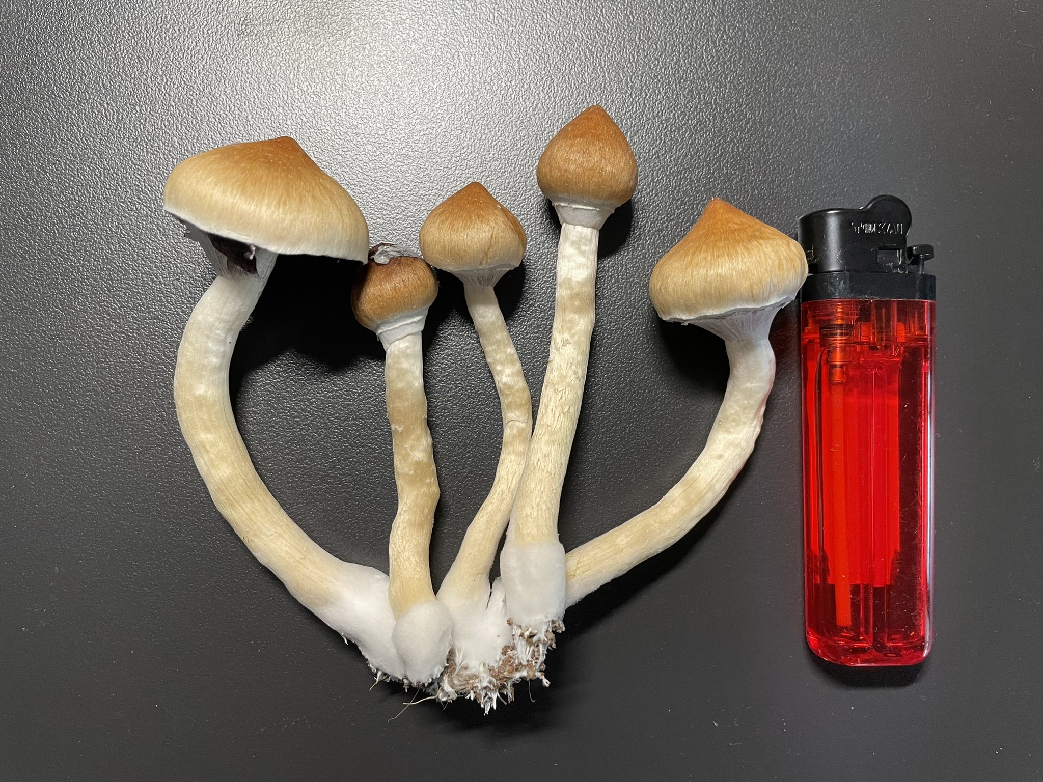 Magicm Magicm9 Twitter