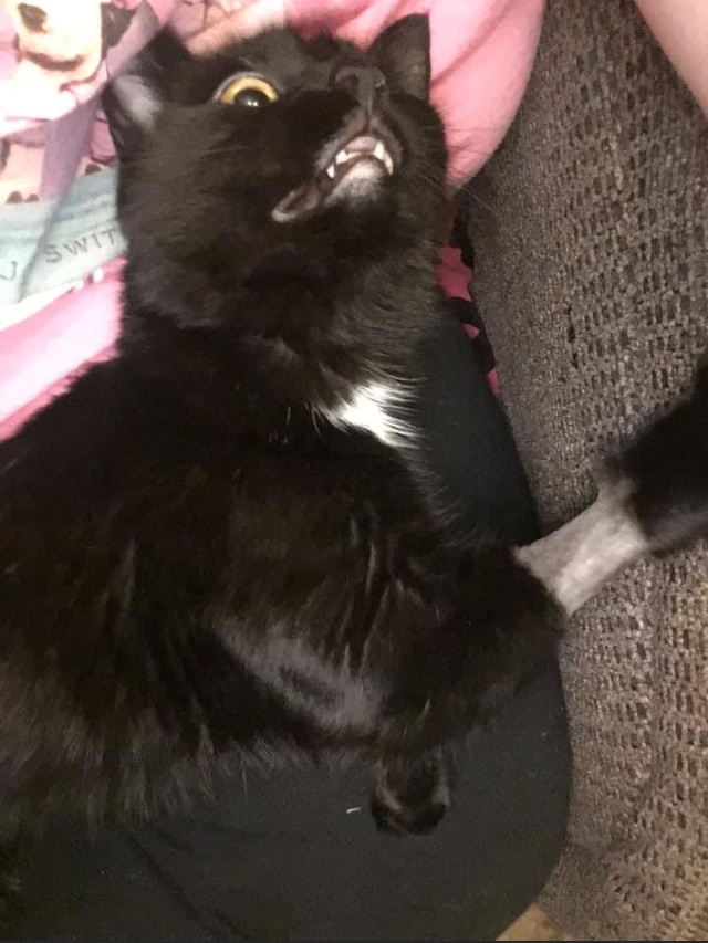 PurrrMixAlot's tweet photo. My cat that just had surgery had to be shaved around his paws, now it looks like he rolled up his sleeves to give ya a rap right on the Jack Johnson! https://t.co/IwIr3IR5YL