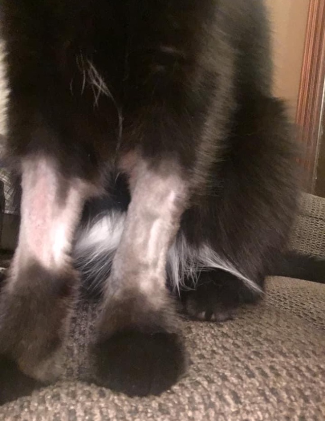 PurrrMixAlot's tweet photo. My cat that just had surgery had to be shaved around his paws, now it looks like he rolled up his sleeves to give ya a rap right on the Jack Johnson! https://t.co/IwIr3IR5YL