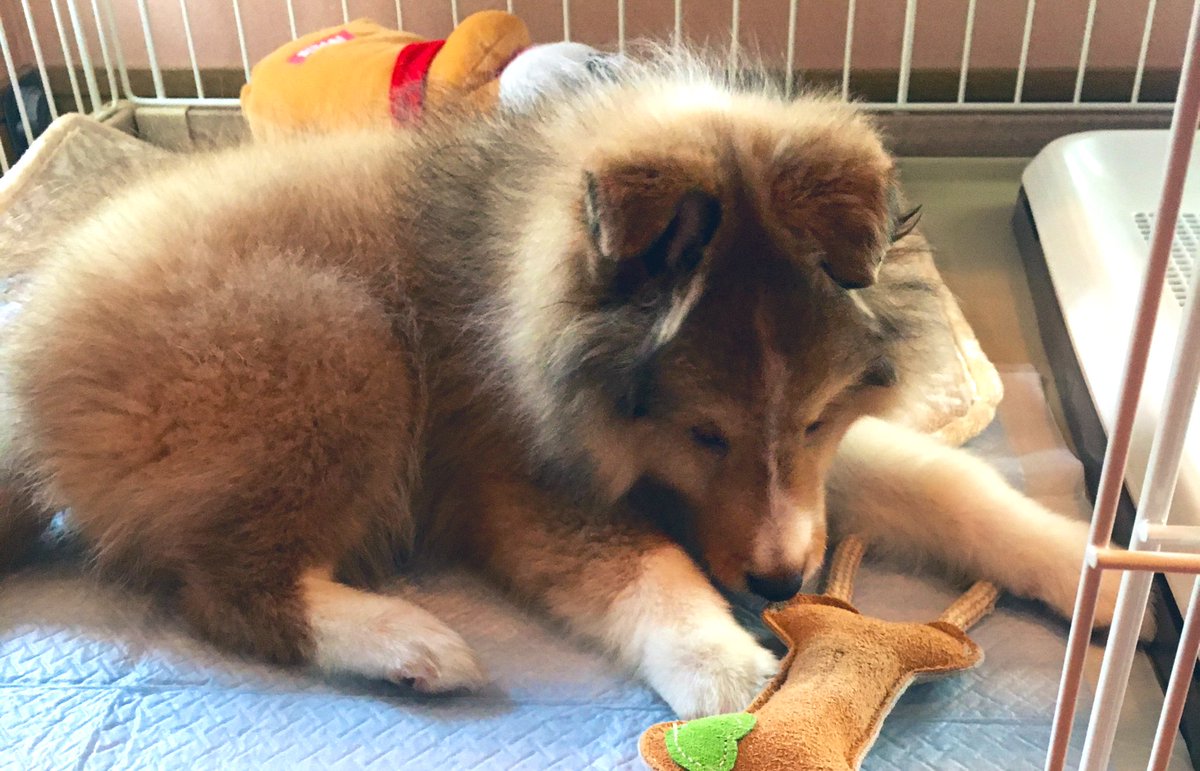 hama_nadeshiko's tweet photo. ようこそわが家へ🐶💕
これからよろしくね❣️
#シェルティのお迎え
#dogs_life
#shelty https://t.co/d2yRkpbP1P