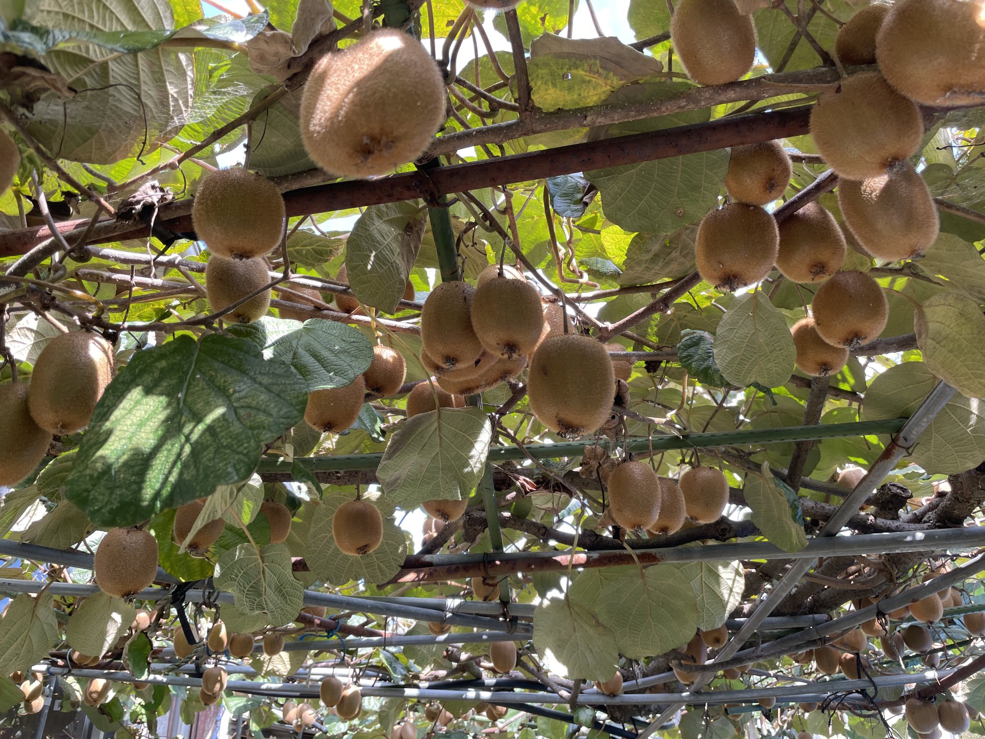 キウイ栽培 Twitter Search Twitter