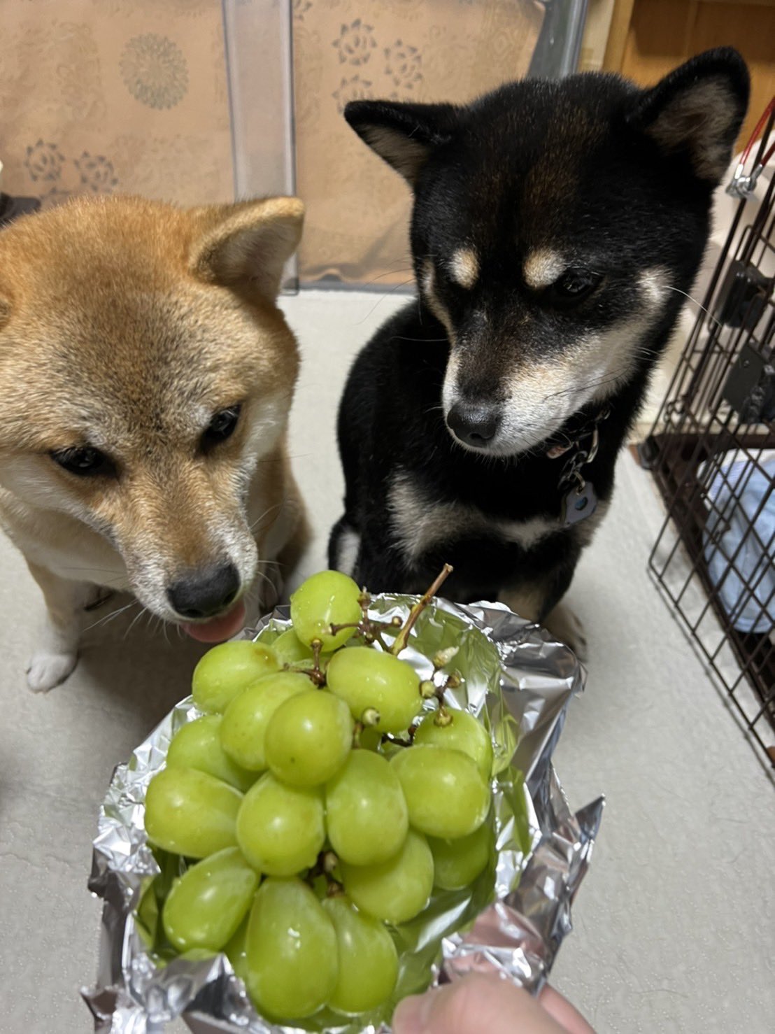 そらうみ 柴犬情報発信中 犬にブドウは食べさせないで 秋は果物の美味しい時期ですね しかし犬にブドウは絶対ngです ぶどう中毒 を起こして最悪の場合には腎不全になる恐れがあります 干しぶどうもダメですので気をつけてね T Co