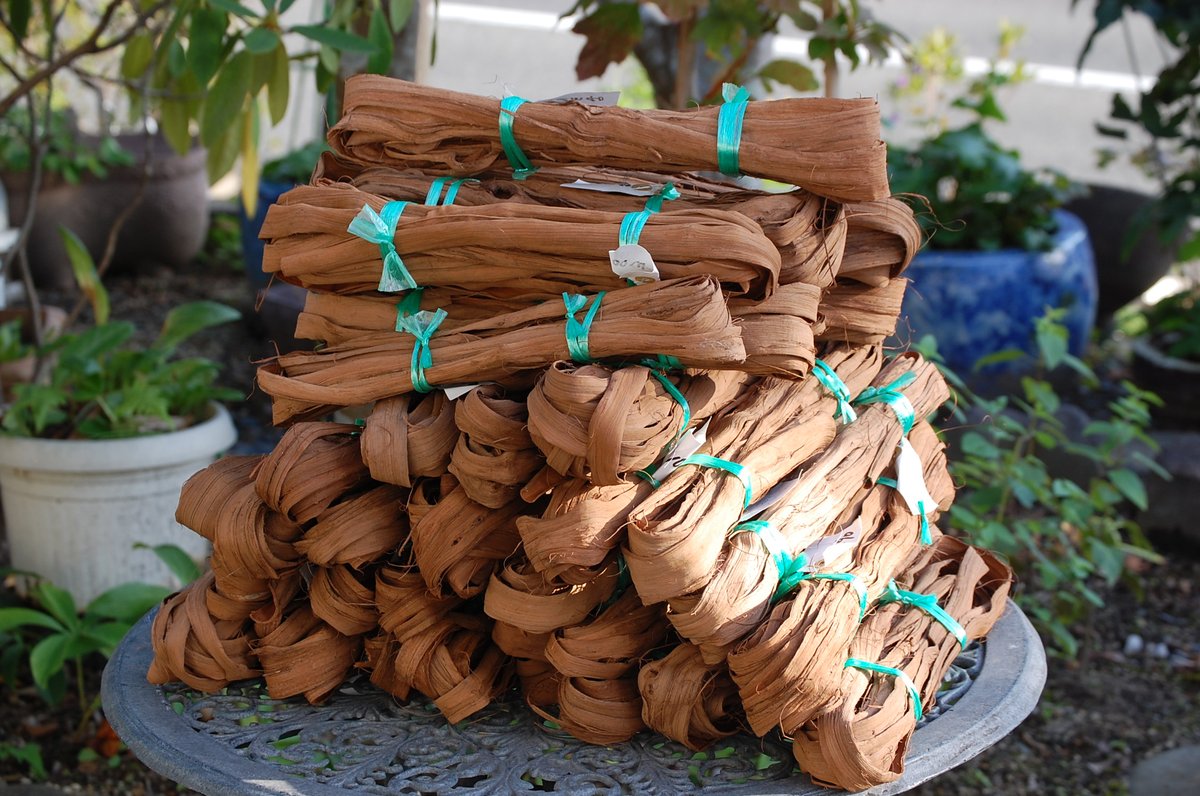 山葡萄蔓 宮城県産2025年 山葡萄蔓 宮城県産2025年 宮城県