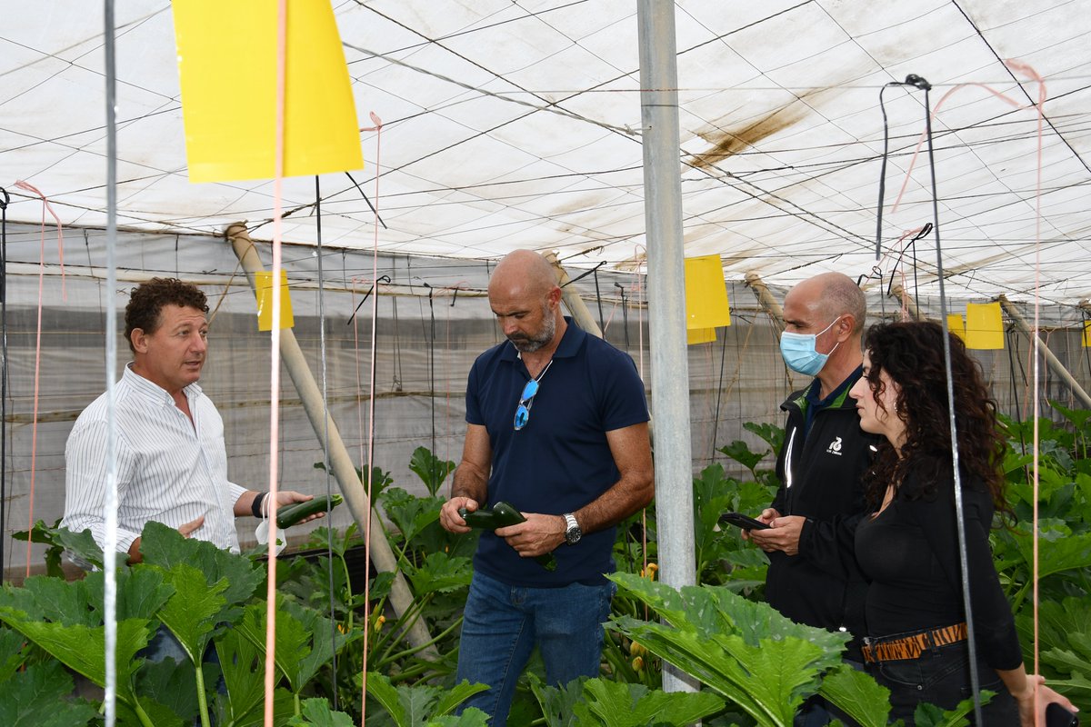 innovamosjuntos's tweet photo. 🆕📣 @rijkzwaanES muestra a técnicos de #COPISI su nueva propuesta de #calabacín con resistencia al virus de Nueva Delhi. https://t.co/oWR938MziN https://t.co/PwCRxzU28m