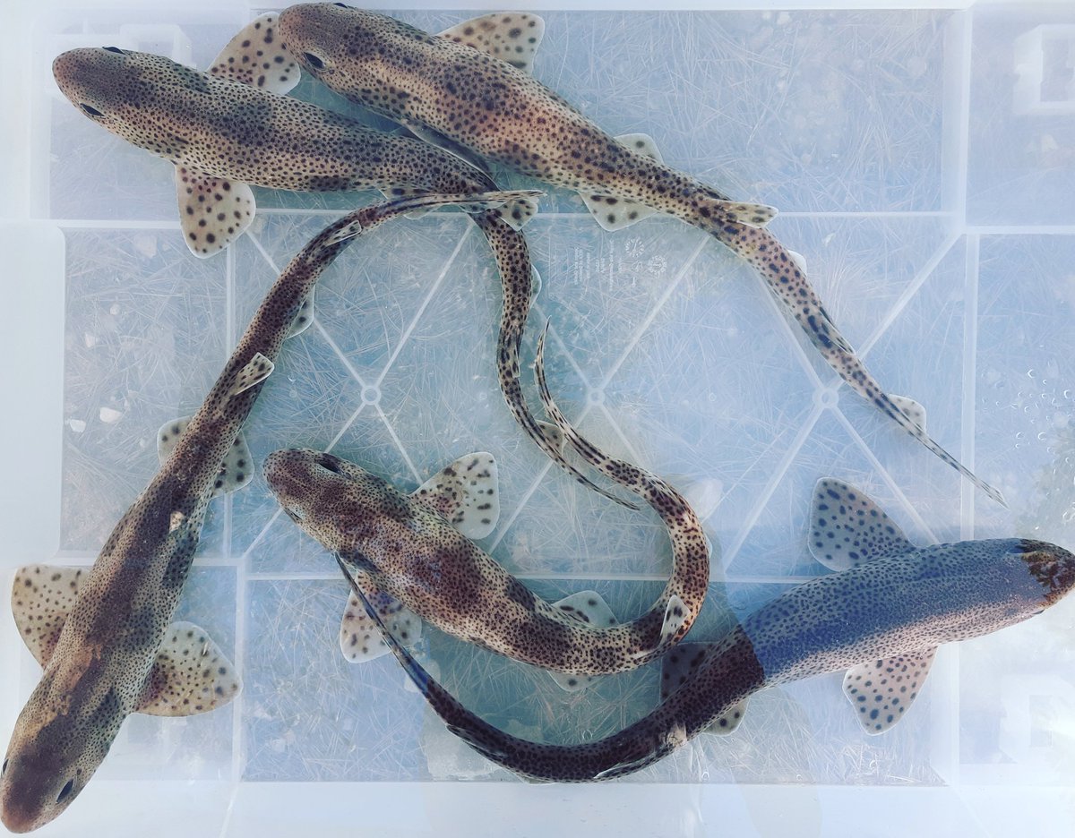 rescue_shark's tweet photo. Today we said goodbye to some of our sharks. They have a new home in a public aquarium now.

#sharkconservation #savingsharks #sharkrescue #sharks #elasmobranchs #eggs #tubarões #ovosdetubarão #conservacaodetubaroes #salvarostubaroes https://t.co/kdqoOCKcvo