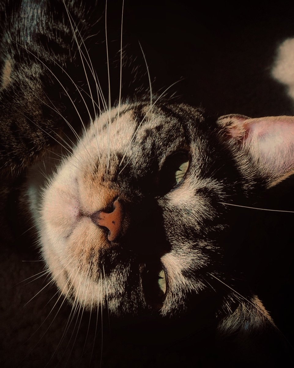 frenchscotjeff's tweet photo. Cat Connection.
#Caturday #caturdaymorning #SaturdayVibes
#catlovers #CatsOfTwitter #catconnection #cats #jefinuist https://t.co/9sArVnbU5y