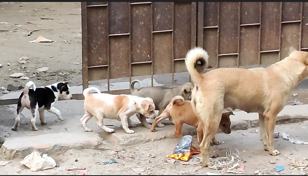 PetGarden4's tweet photo. Homeless street puppies with mom.
Full video
https://t.co/DwIfotQuwl

#Puppies #streetpuppies #homelesspuppy https://t.co/QOUjH6THrS