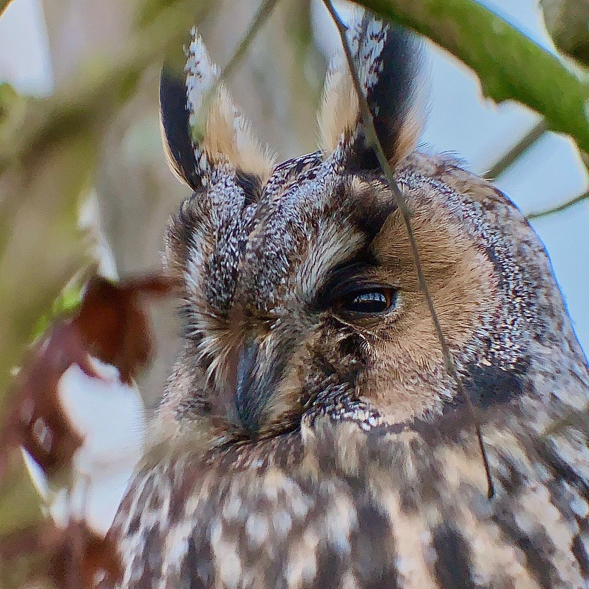 This Long-eared Owl was just resting up after it’s flight across the North Sea, what an absolute stunner 😍 #digiscoping #phonescoping #kowasystem #vikingoptical