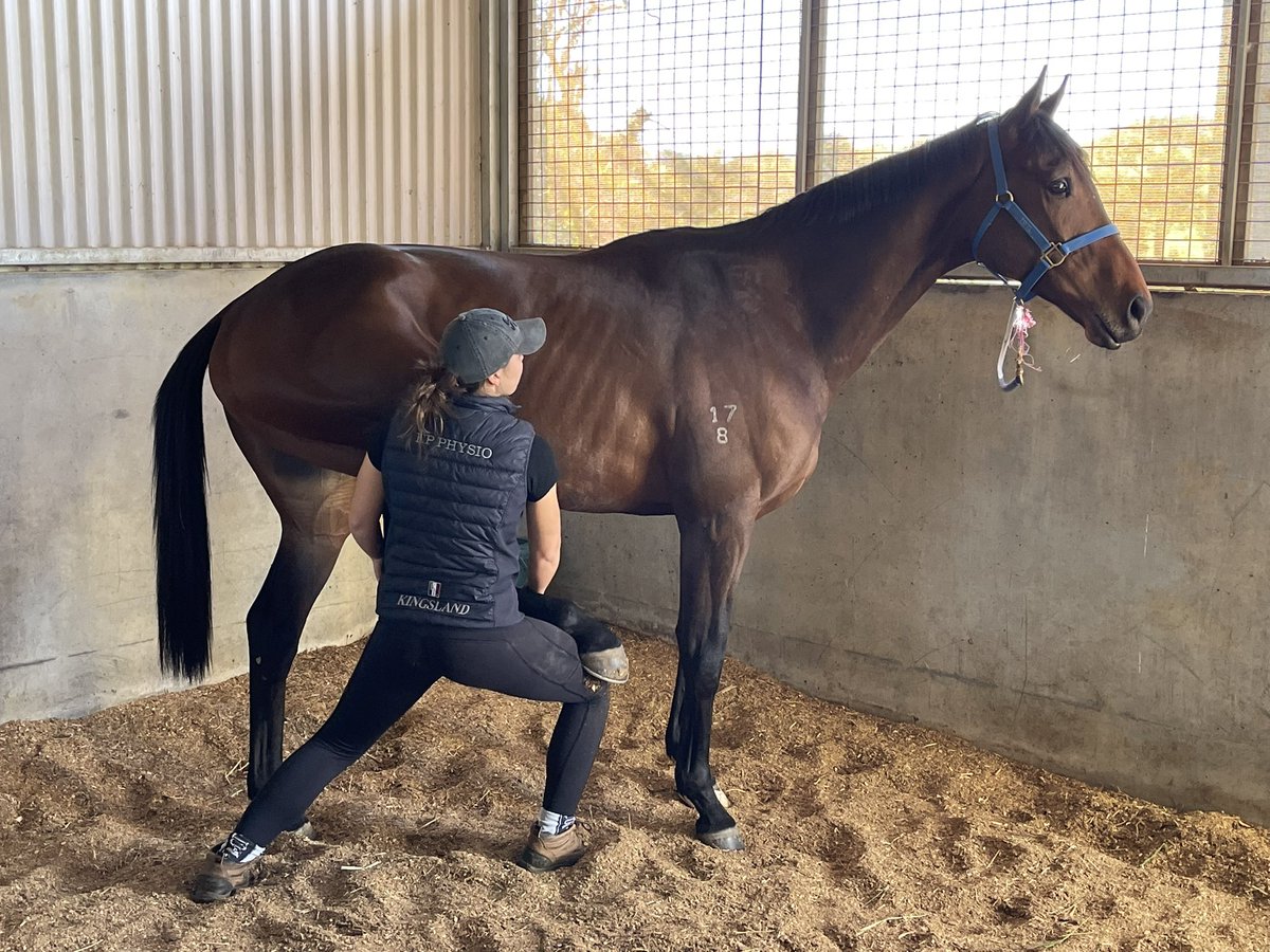 Great insight into <a href="/EP_Physio/">PhysioTom</a> and the outstanding work he and his team are doing. A vital part of our preparation and recovery. #StationOne #EquineAthletes