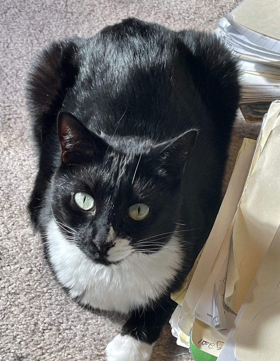 dcd728's tweet photo. My lil #furball #Lucy taking a break for #Caturday after helping me by laying on my #workstuff #officemate #catcoworker https://t.co/D2nUuar3ho