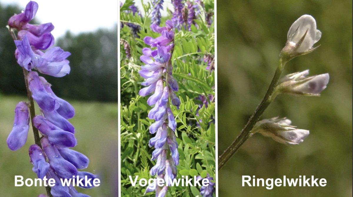 FloraNederland's tweet photo. Reis mee door onze flora. In graanakkers, maar ook in de duinen en open bermen kun je Ringelwikke uit de Vlinderbloemenfamilie aantreffen die zich als klimplant omhoog werkt in de andere vegetatie. https://t.co/aUyabWOs3v #akkeronkruid #wikke #ringelwikke #bermen @Duinbehoud https://t.co/PaGu25EGzO