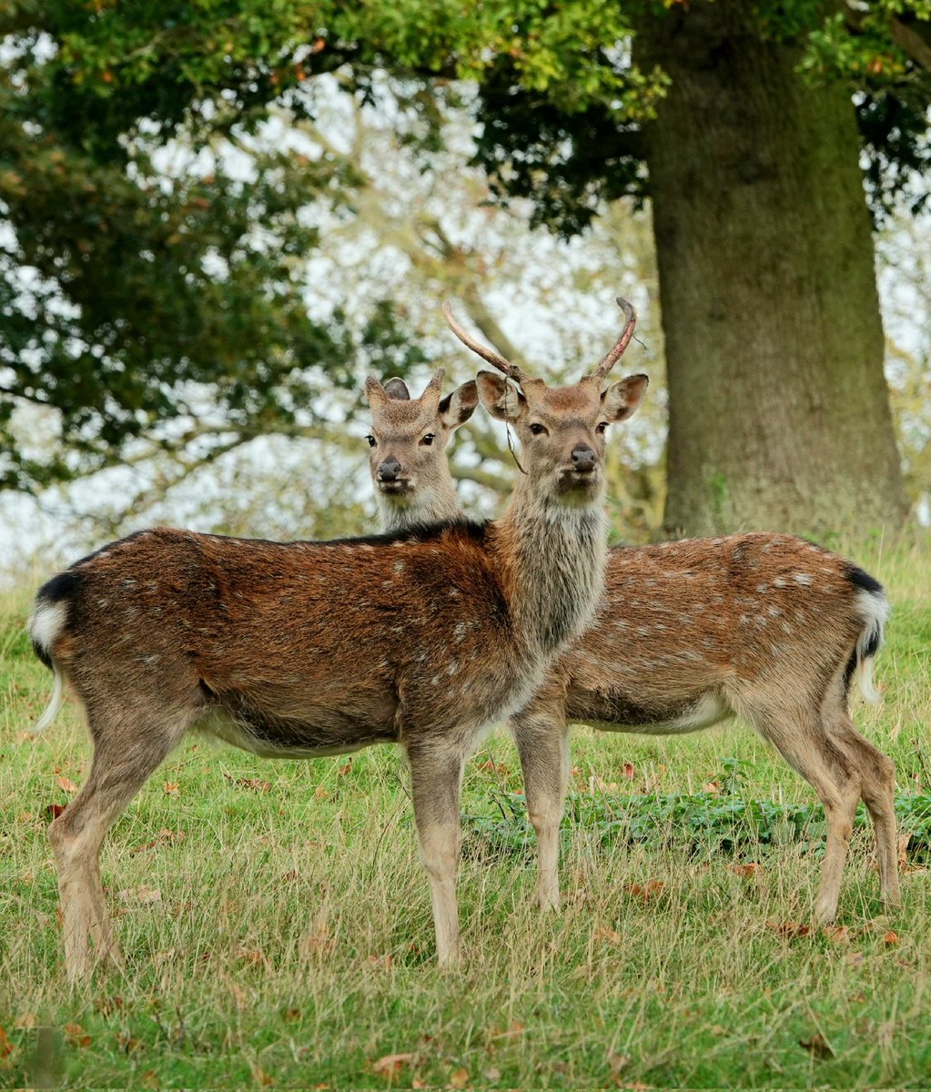 AdeysAlthorp's tweet photo. Sika 'prickets' @AlthorpHouse today. The last remnants of velvet is being rubbed off the antler spikes of the young stag in the foreground. The red and fallow deer lost their antler velvet weeks ago.
Conservation@althorp.com  #Sika #Spencerestates #Althorppark #deerparks #sonyr7 https://t.co/NSnSns4upz