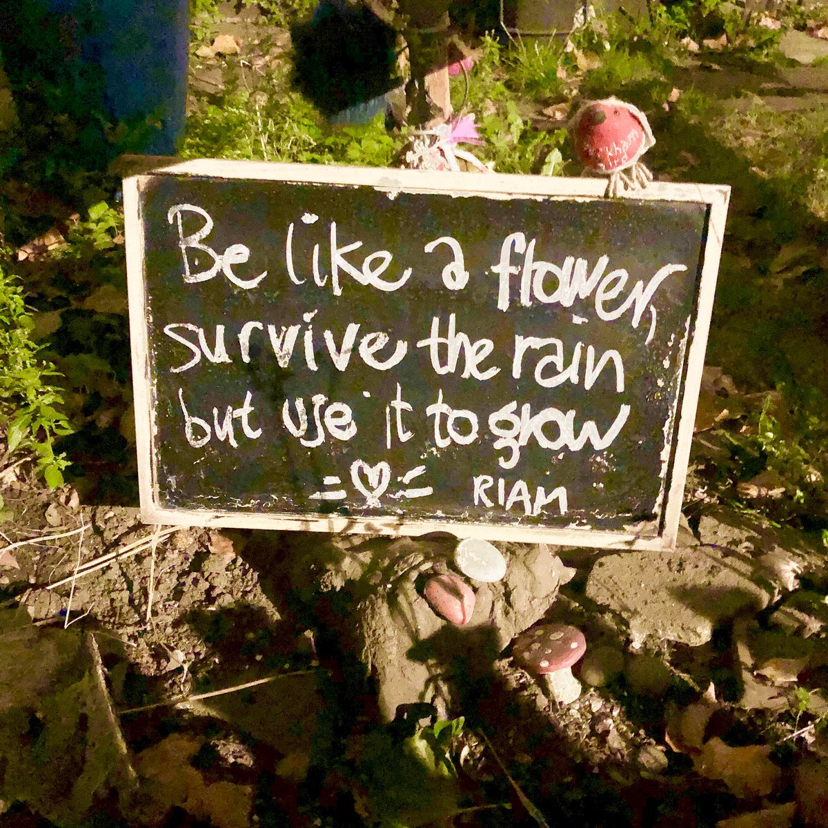 peckhambird's tweet photo. #belikeaflower #survivetherain #usetheraintogrow #beyou #beyoutiful #kindness #wishing #everyone #light #love #laughter and #joy in your dear #hearts πβ€οΈ #thankyou @riamulderrr #inspiration https://t.co/pScSJ2I1gx