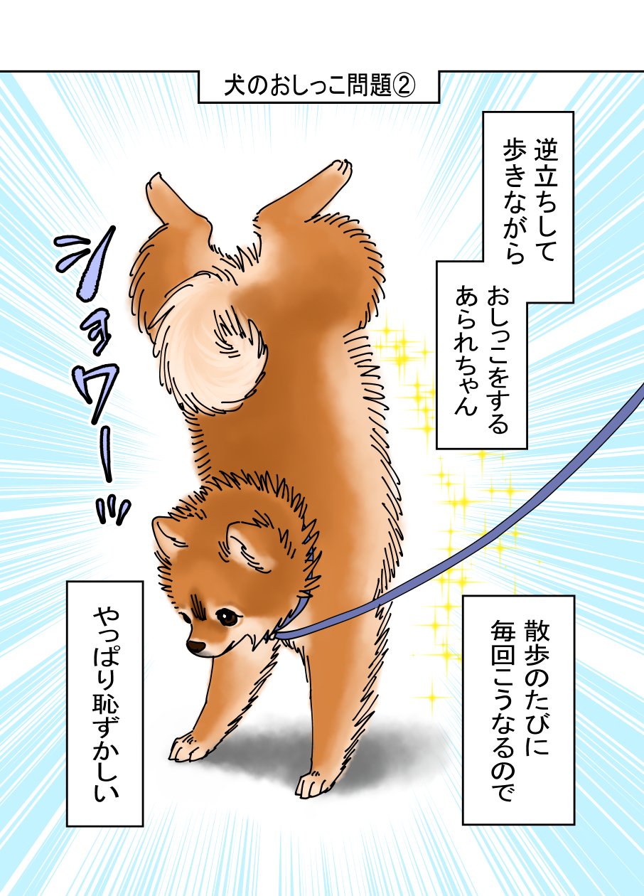 村瀬みつき 犬のおしっこ問題 やっぱり 報復なんだろうか 犬漫画 漫画エッセイ 漫画が読めるハッシュタグ ポメラニアン T Co 4oflcxaqcu Twitter