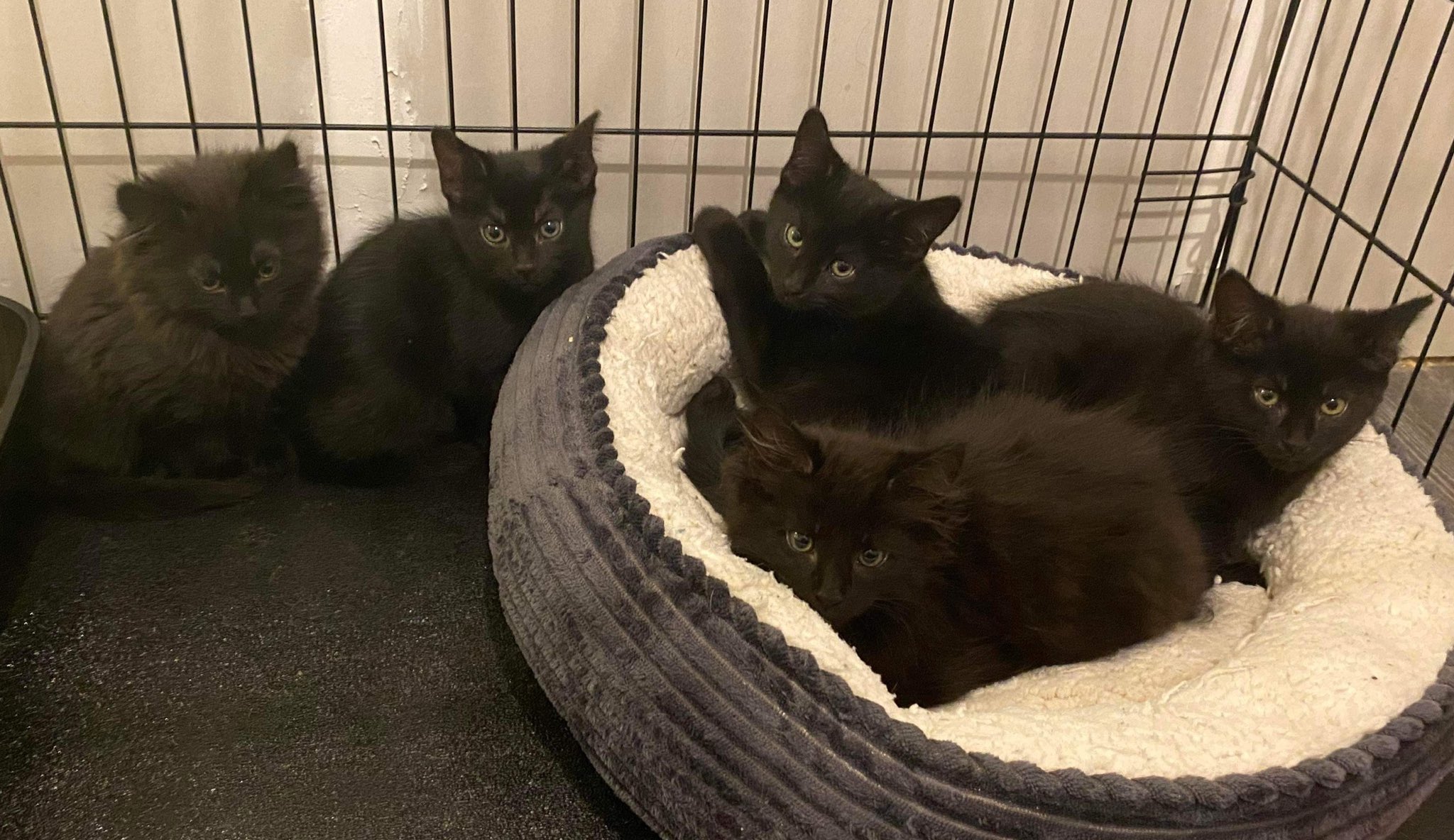 Henry S Haven Cat Rescue Henryshaven Twitter