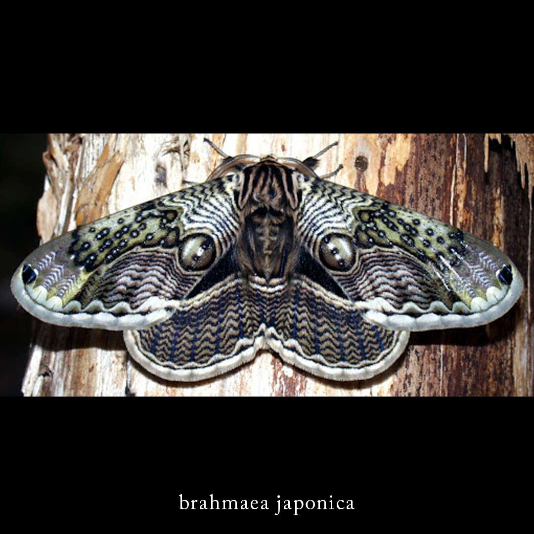 megumiwat's tweet photo. MOTH Woodblock Print was based on the nature's amazing design of brahmaea japonica, a.k.a. Japanese owl moth. Find it on my website. 
#printmaking #printsforsale #mothart #natureart #woodblockprint #owlmoth https://t.co/hPwU3hgj0g
