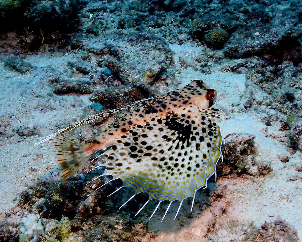 Flying Gurnard~Dactylopus orientalis. Rare sighting in the Maldives. 

#underwaterphotography #maldives #ichthyology #fishtwitter