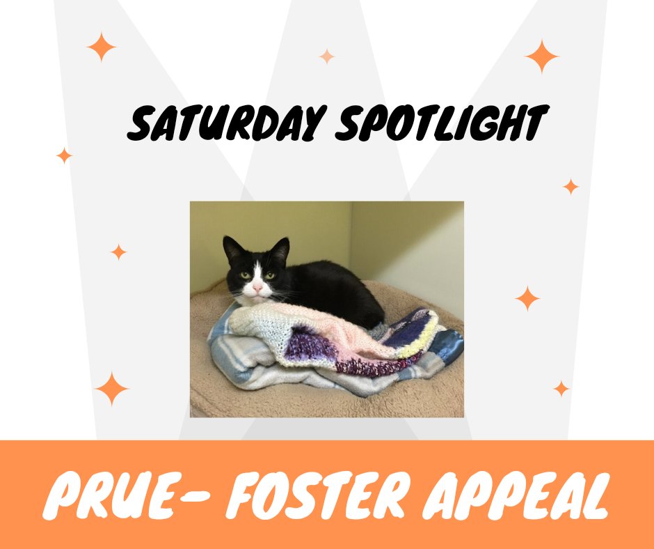 AnimalWythall's tweet photo. 🐾 FOSTER APPEAL 🐾Poor Prue has been with us for over a year now! Sadly she gets quite stressed here, to the point where she sometimes hurts herself, so we are desperately searching for a forever foster home for her 
https://t.co/mxEsTTE6VF https://t.co/Gf71kECKBr