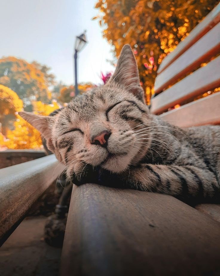 irina3529's tweet photo. Saturday morning.. 🍂🐱 Relax..🧡 https://t.co/YHLYA4gMrW