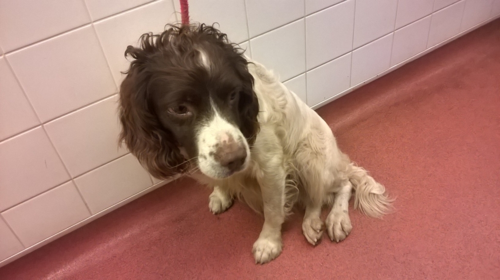 AdoptionsUk's tweet photo. Please retweet to help FIND THE OWNER of this stray dog FOUND #BEDFORDSHIRE #England
ADULT SPRINGER SPANIEL found NOV 4 2021
Now in the council pound โ ๏ธ๐
INFO๐
https://t.co/UUUz8P3mK9
#dogs #dogslost #lost #Spaniel #pets #Saturday https://t.co/Q6wrZ1Z8uE
