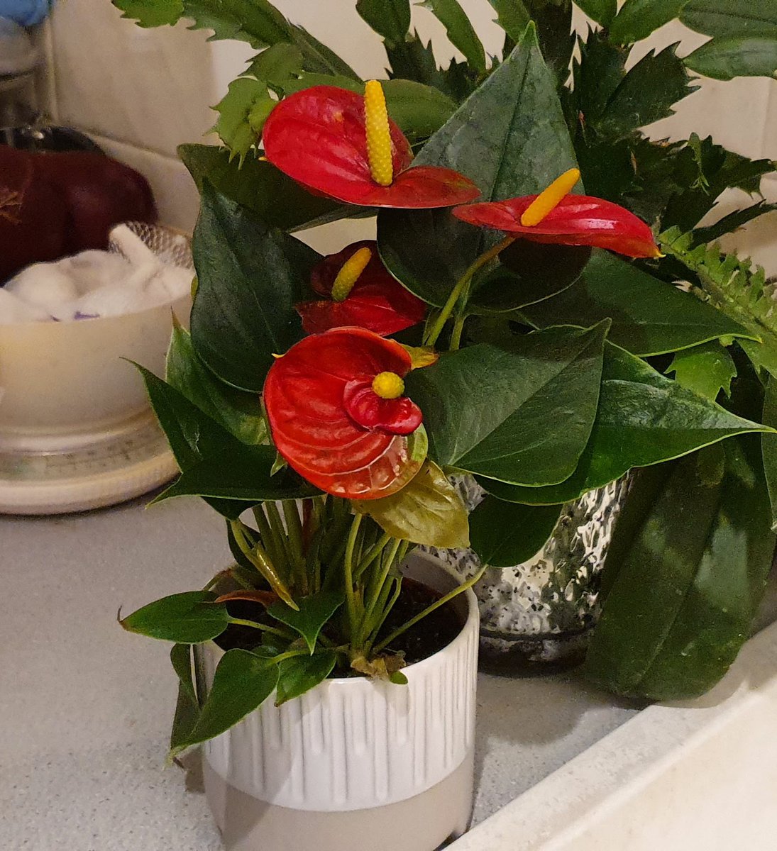 FishPi314's tweet photo. Happy Saturday from my latest addition of a new Anthurium. That red is so vivid it could be from an alien planet! #Anthurium #Laceleaf. Flowering cactus behind, looking forward to it producing new buds. #Cactus https://t.co/bfp4OLbT3t