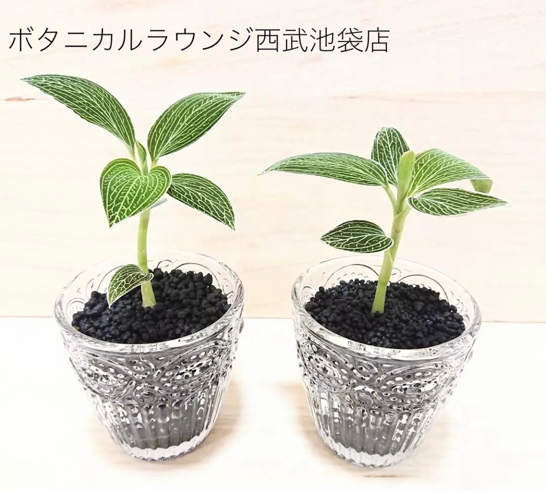 観葉植物 ボタニカルラウンジ Onlineショップもopen Botanicallounge Twitter