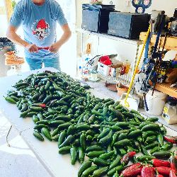 SALTLICKERS tweet media