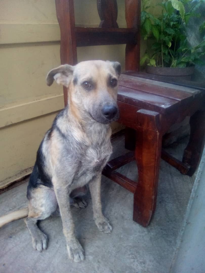 Este perrito comunitario está extraviado desde hace tres días. Responde al nombre de "Venezolano," y es del sector 4 de Trapichito en Guarenas. Cualquier información 04142729171, 04243463024, 04123377241 🐶🙏🏻<a href="/perrousuario/">PerroUsuario Wof '•'</a> <a href="/CanalAnimal/">Canal Animal</a> <a href="/Viyury1/">Viyury</a> <a href="/PerroUsuario/">PerroUsuario Wof '•'</a>