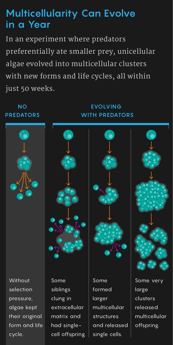 QuantaMagazine's tweet image. What prompted single-celled organisms to become multicellular, and how quickly could that transformation have happened? In one experiment, the presence of predators who gobble up smaller prey was enough to make unicellular algae stick together. quantamagazine.org/single-cells-e…