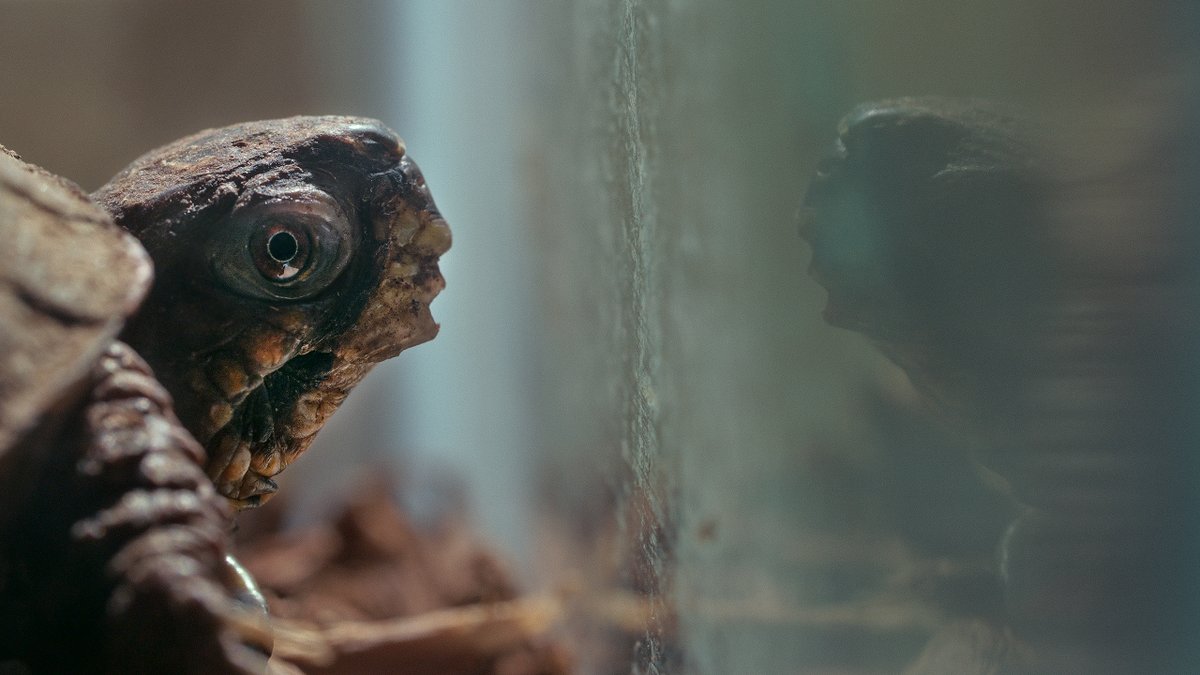 TIME's tweet photo. Today's Daily Spotlight:

@kaischwa and @Alex_Wolf_Lewis decided to make a movie about Snowy the pet turtle after spending Thanksgiving with him. 

Their documentary is an investigation into animal happiness and an intervention to improve one turtle’s life https://t.co/zivZIolz2J https://t.co/aGbVLoAxNO