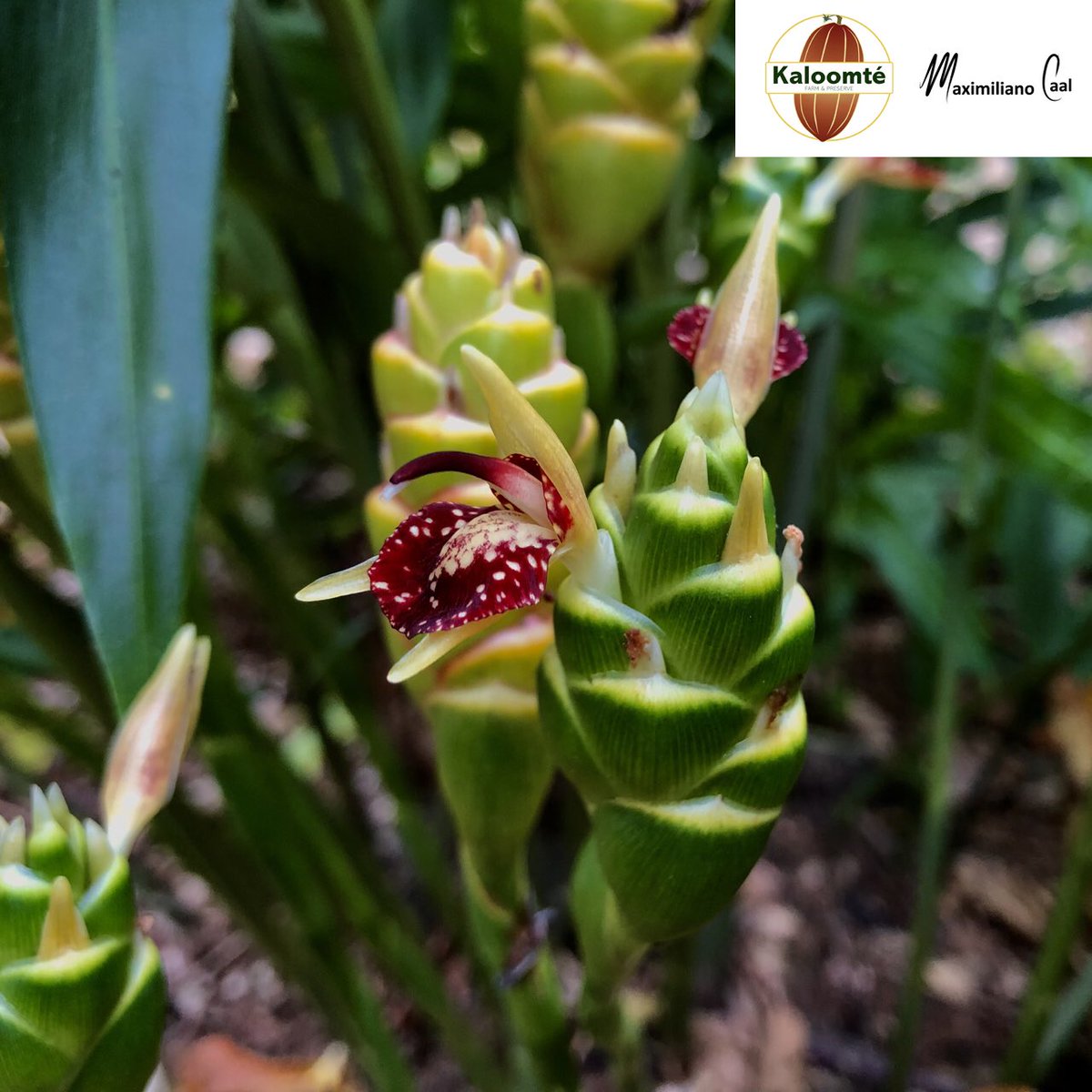 kaloomtebelize's tweet photo. Not only is it delicious and aromatic, it is also quite the sight. Pop the Xanxir in a boiling soup and you are in good fortunes.
#Xanxir #ginger #Belize #southernBelize #belizeancuisine #traditionalfood #aroma #gingertorch #Maya https://t.co/OVlJxabQoR