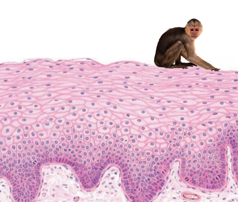 Banda, encontré el epitelio monoestratificado.