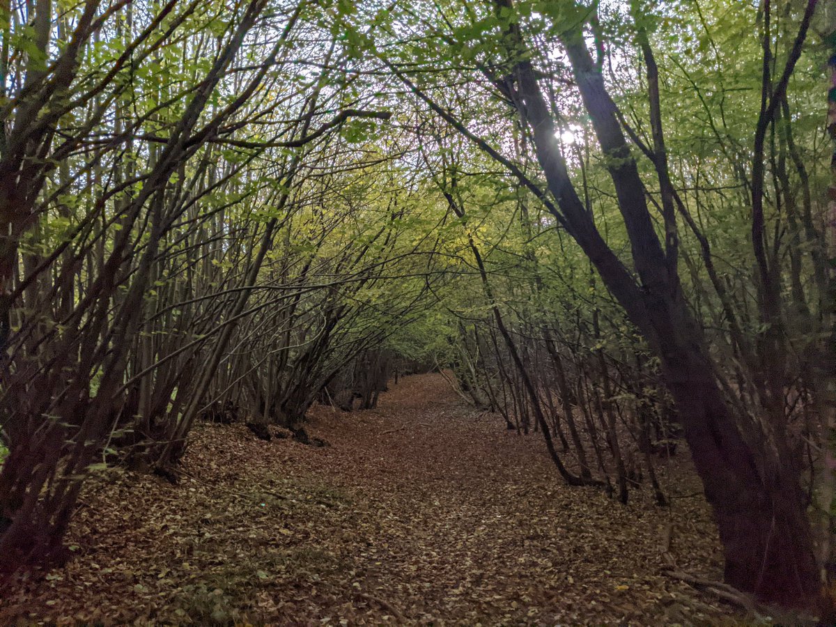 BTokeley's tweet photo. Treated myself to a double helping of Shinrin-Yoku this morning, courtesy of @ENTERSHIKARI and Mother Nature (beautiful combo btw).

Definitely feeling like an empty inbox now. https://t.co/I2fcPSHaHC
