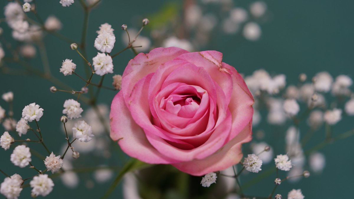 アイビー Twitter Search Twitter