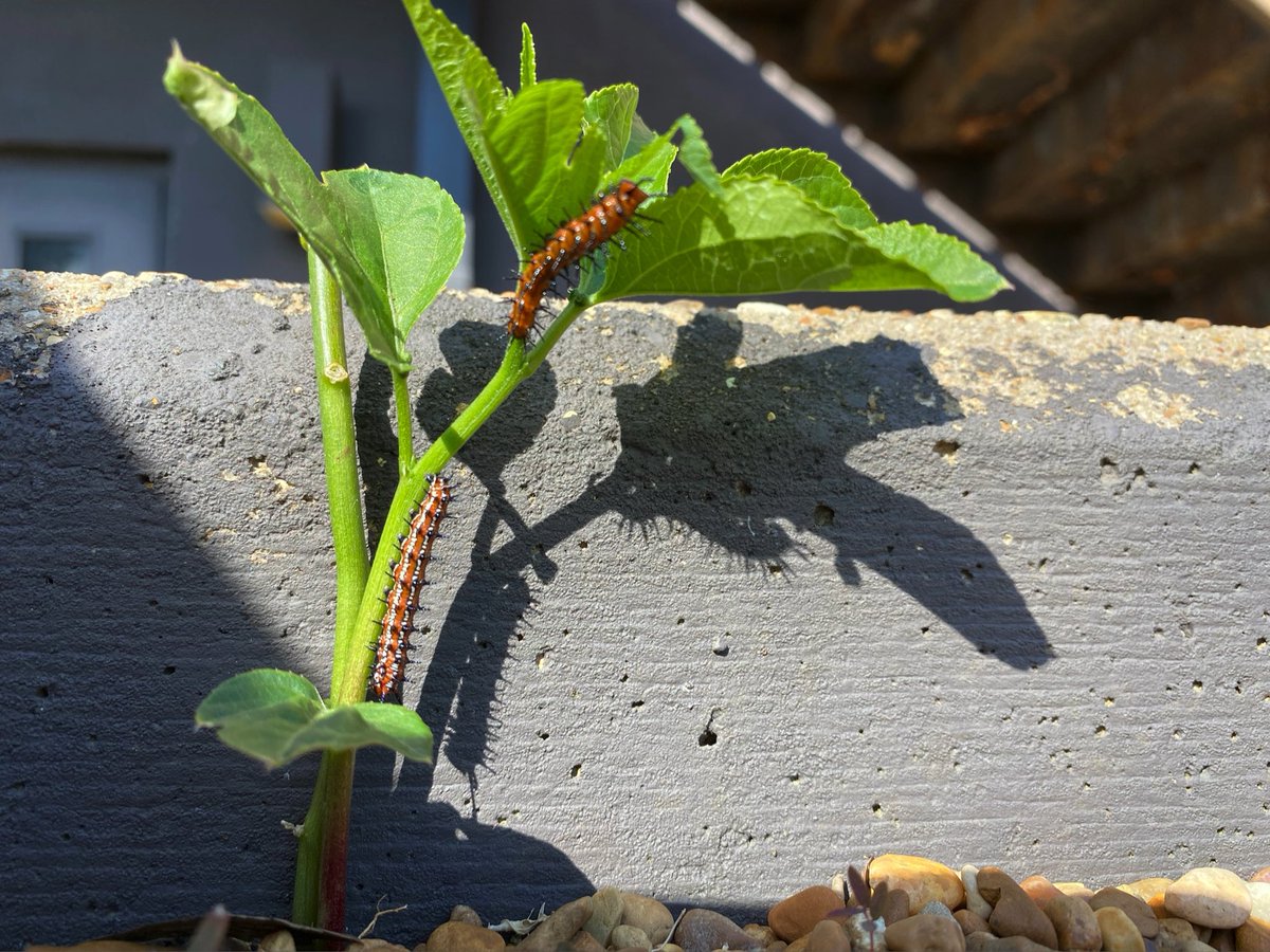 MSBugBlues's tweet photo. The growing season is almost over, but we have a last batch of fritillary caterpillars in the prairie pollinator garden making quick work of their remaining host plant,  passionflower. 🦋🌼

#MSBugBlues #Caterpillars #PollinatorGarden https://t.co/QhXp7IiUBm