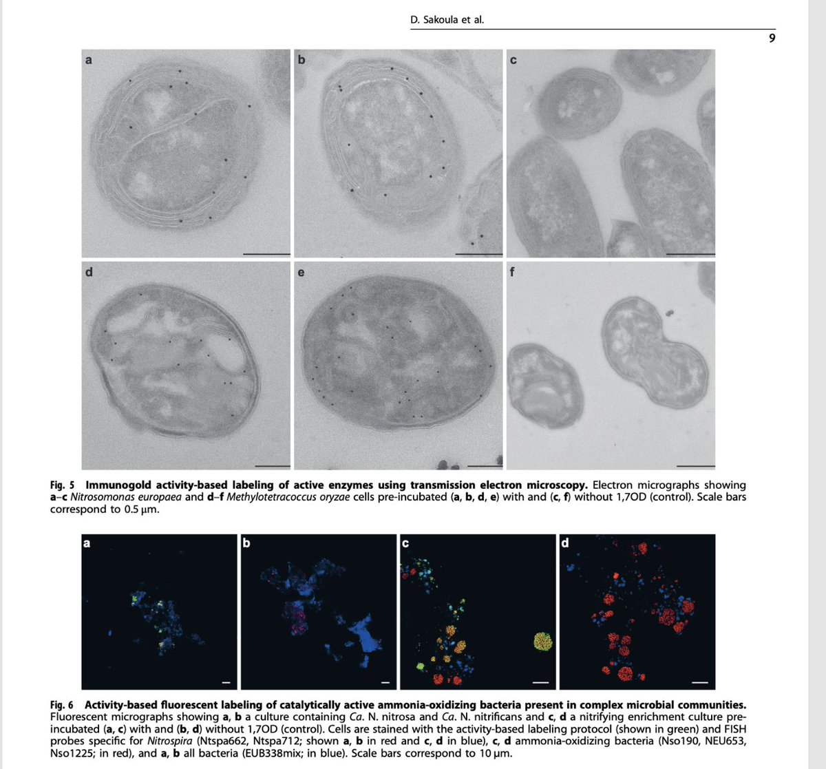 Mike Jetten🟥 (@msmjetten) on Twitter photo Online .<a href="/ISMEJournal/">The ISME Journal</a> Universal activity-based labeling method for #ammonia- & alkane-oxidizing bacteria #comammox #Nitrosomonas #methanotrophs 1,7-octadiyne, click chemistry
<a href="/Dimitra_Sakoula/">Dimitra Sakoula</a> <a href="/Garrettroph/">Garrett Smith</a> <a href="/linneakop/">Linnea Kop</a> <a href="/pietereblom/">Pieter Blom</a> #microbiology <a href="/Radboud_Uni/">Radboud University</a>
nature.com/articles/s4139… Online .<a href="/ISMEJournal/">The ISME Journal</a> Universal activity-based labeling method for #ammonia- & alkane-oxidizing bacteria #comammox #Nitrosomonas #methanotrophs 1,7-octadiyne, click chemistry
<a href="/Dimitra_Sakoula/">Dimitra Sakoula</a> <a href="/Garrettroph/">Garrett Smith</a> <a href="/linneakop/">Linnea Kop</a> <a href="/pietereblom/">Pieter Blom</a> #microbiology <a href="/Radboud_Uni/">Radboud University</a>
nature.com/articles/s4139…