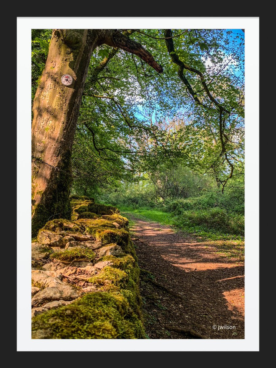 thebuilder1366's tweet photo. Randwick woods Cotswolds https://t.co/CEatfkFdY7