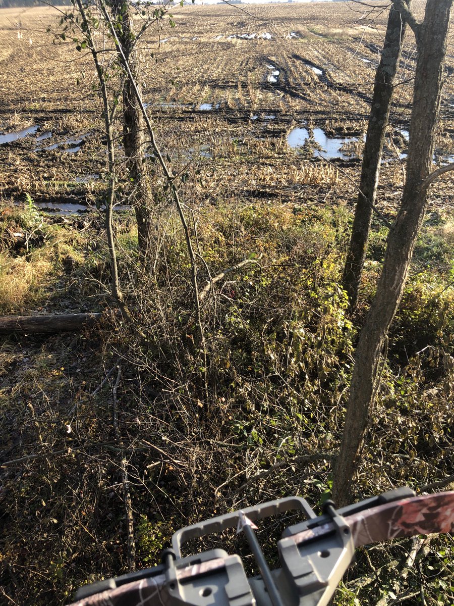 That’s enough. Turkeys and geese, but no deer. Beautiful morning sit in the #treestand . Time to set some steel.