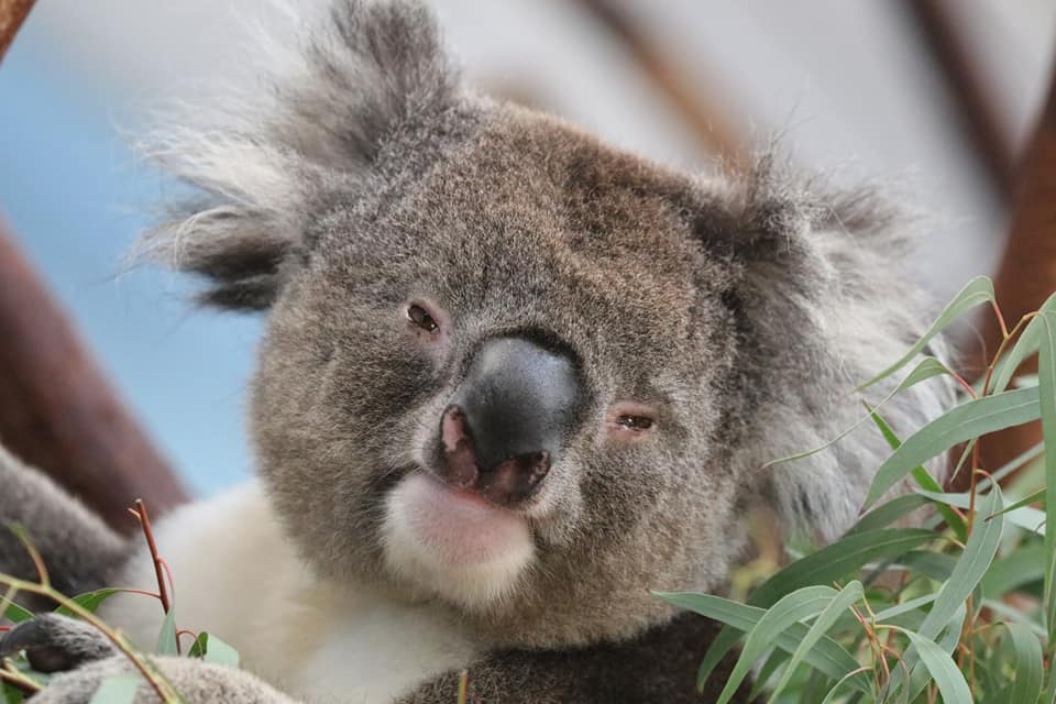 Longleat's tweet photo. These pics are koala-ty! 🐨
Have you snapped any shots of our cute and cuddly koalas lately? We'd love to see them in the replies!

📸 Amy Gatley, Kirsty Kestle, Jo Parish and Emily Canham https://t.co/vxEAljm3r4