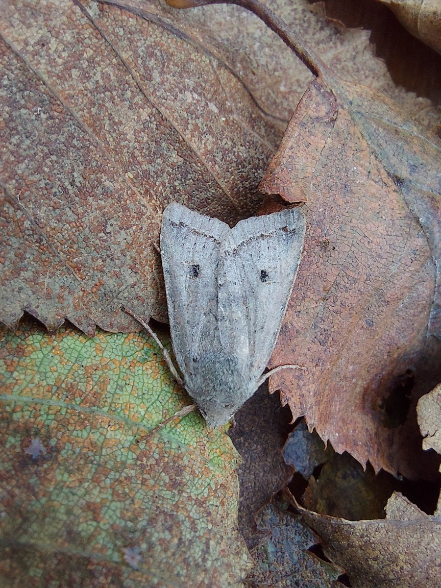 GarybirderNflk's tweet photo. Feathered Thorn, 3 Green-brindled crescent and a Red-line Quaker were all the catch from the trap last night. With @ASchuetzle and @Sharon22mw https://t.co/XoD59WnFcc