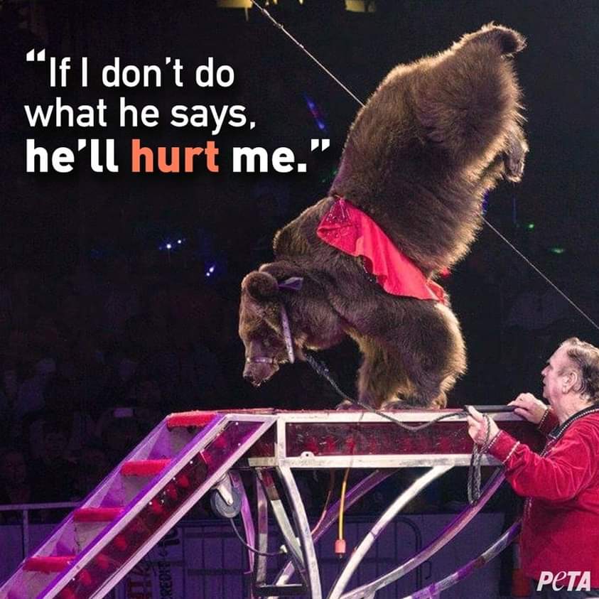 jennifersterri1's tweet photo. #bananimalsincircuses
Not funny
Barbaric https://t.co/6adDYhSyIG