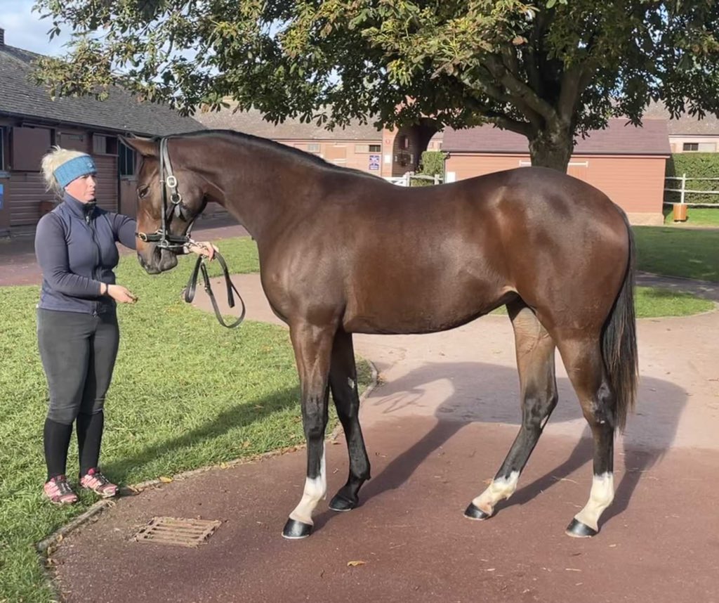 VitruvianB's tweet photo. George is simply world-class 👏🏻 🌎 
A huge run from Cachet, thrilled for him &amp; connections!

Delighted our own @NatStudStallion filly was recently purchased by @HamishMacauley for @gbougheyracing 

Handpicked grass for our busy showgirl🌱 Now in the best hands 🤝 

@TeamSPILLERS https://t.co/x1wW5N5gfA