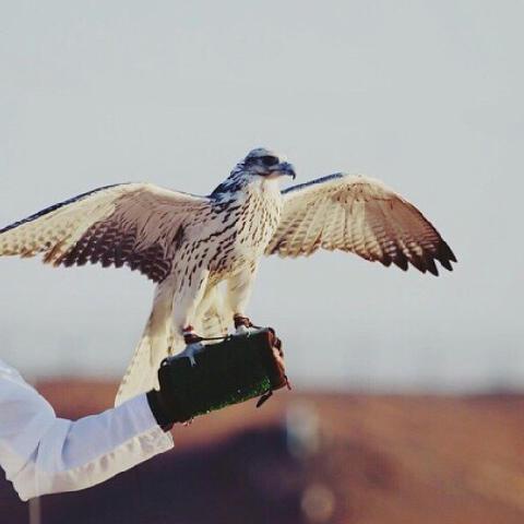 Hamed22724871's tweet photo. #صورة_ملف_شخصي_جديدة https://t.co/wdpRkpMMGF